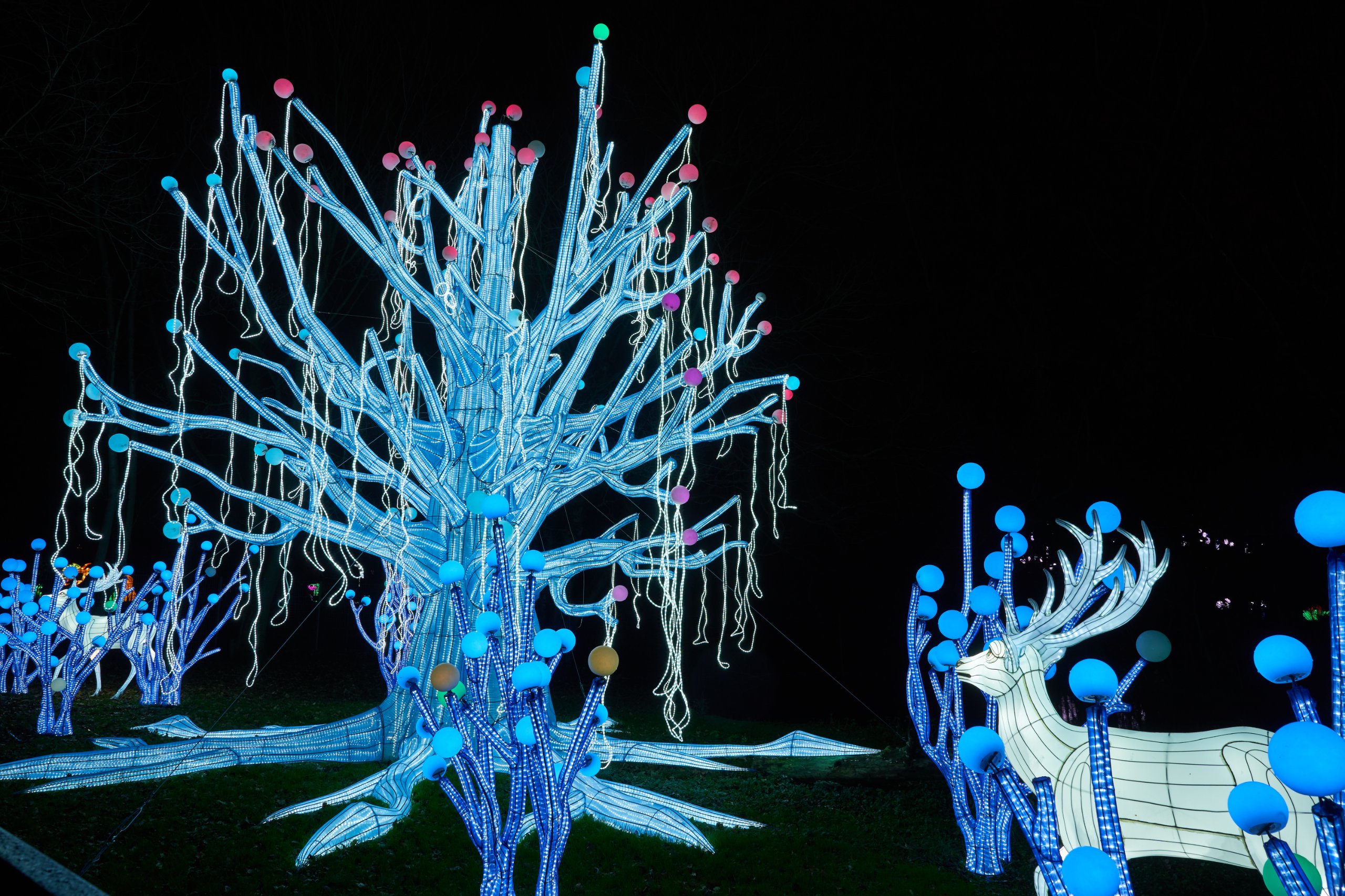 2024 01 03 Köln Zoo China Lights 1158